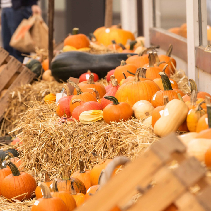 Der AKB-Kürbismarkt verwandelt den Oberen Graben wieder in eine Kürbisoase