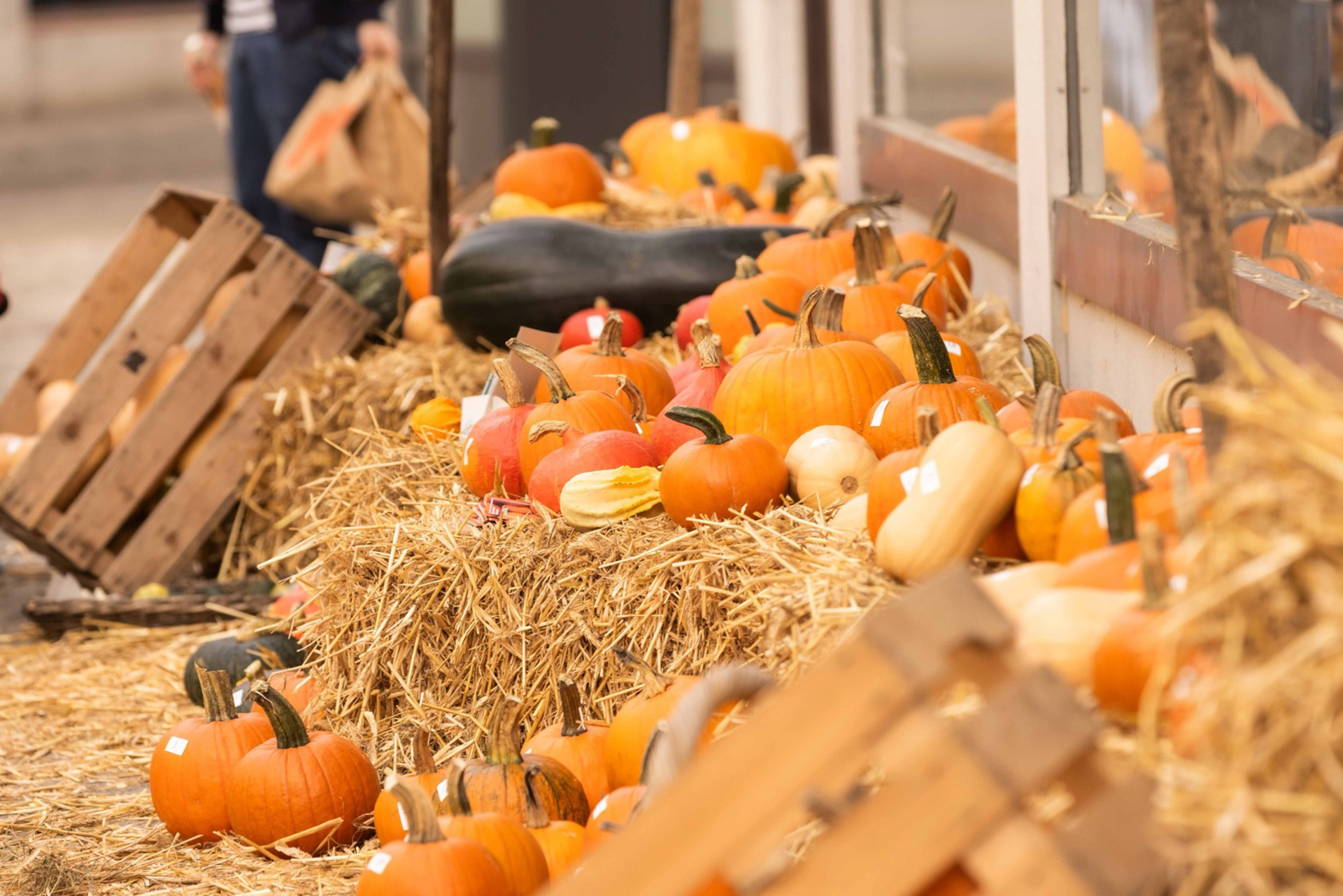 Der AKB-Kürbismarkt verwandelt den Oberen Graben wieder in eine Kürbisoase